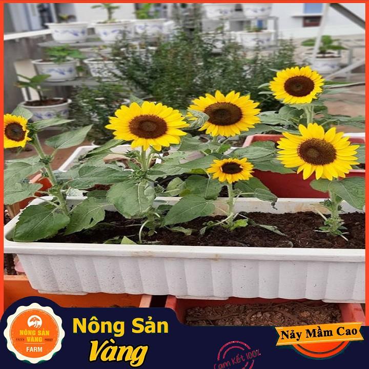 Hạt giống Hoa Hướng Dương Vàng Lùn