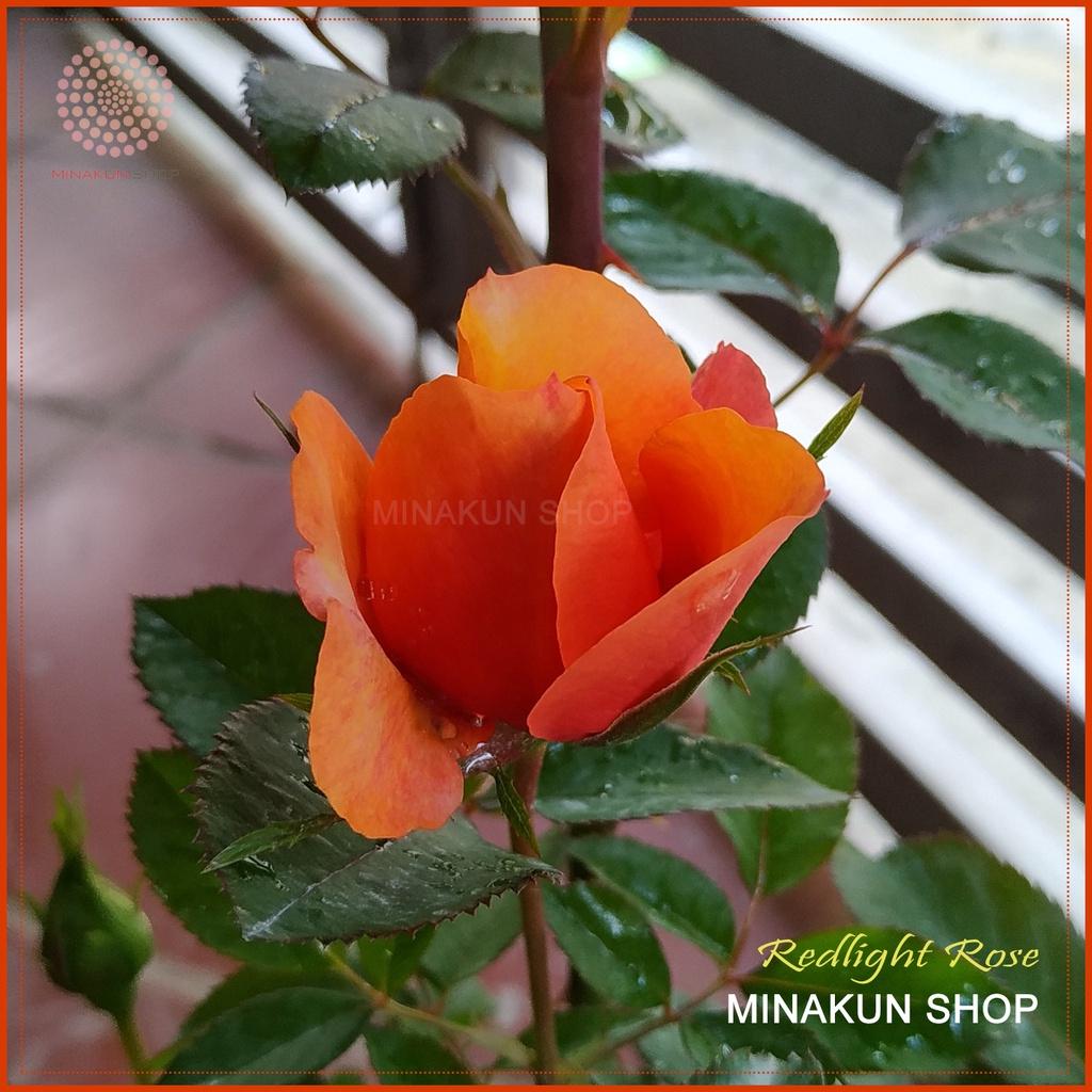 Hoa hồng ngoại RedLight cam lửa siêu hoa cực đẹp - MinaKun Shop