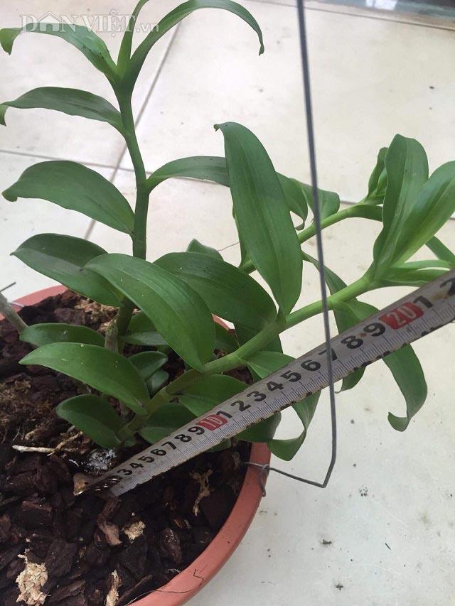 Phi điệp đột biến 5 CT chumoray chuẩn giống cam kết chất lượng