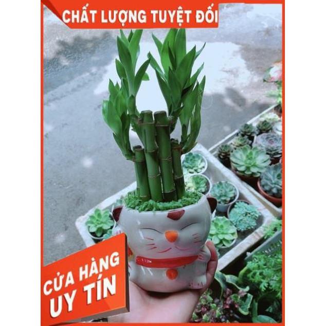 Chậu Trúc Phát Tài Mèo May Mắn