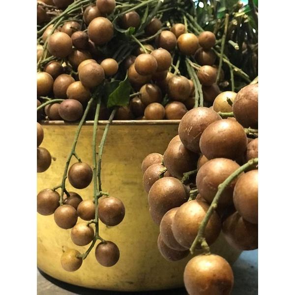 Cây giống Quất hồng bì