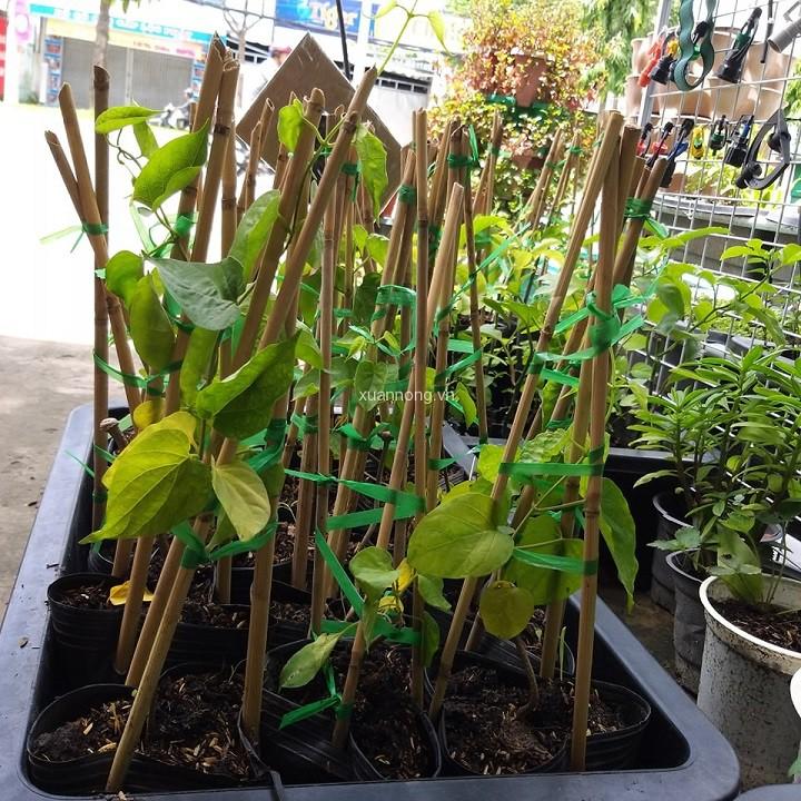Chậu cây giống hoa thiên lý