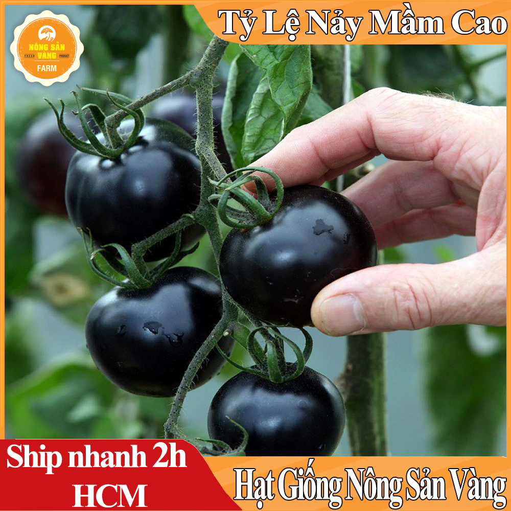 Hạt giống Cà Chua Đen Đẹp Mắt Cho Sai Quả, Hạt Nảy Mầm Tốt - Nông Sản Vàng