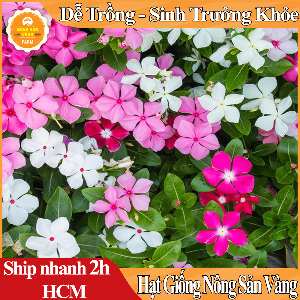 Hạt giống Hoa Dừa Cạn Đứng Nhiều Màu, Hoa Đẹp Cả Thân Lá, Hoa Rực Rỡ Nhiều Màu, Lá Xanh Mỡ Màng Đầy Sức Sống - Nông Sản Vàng