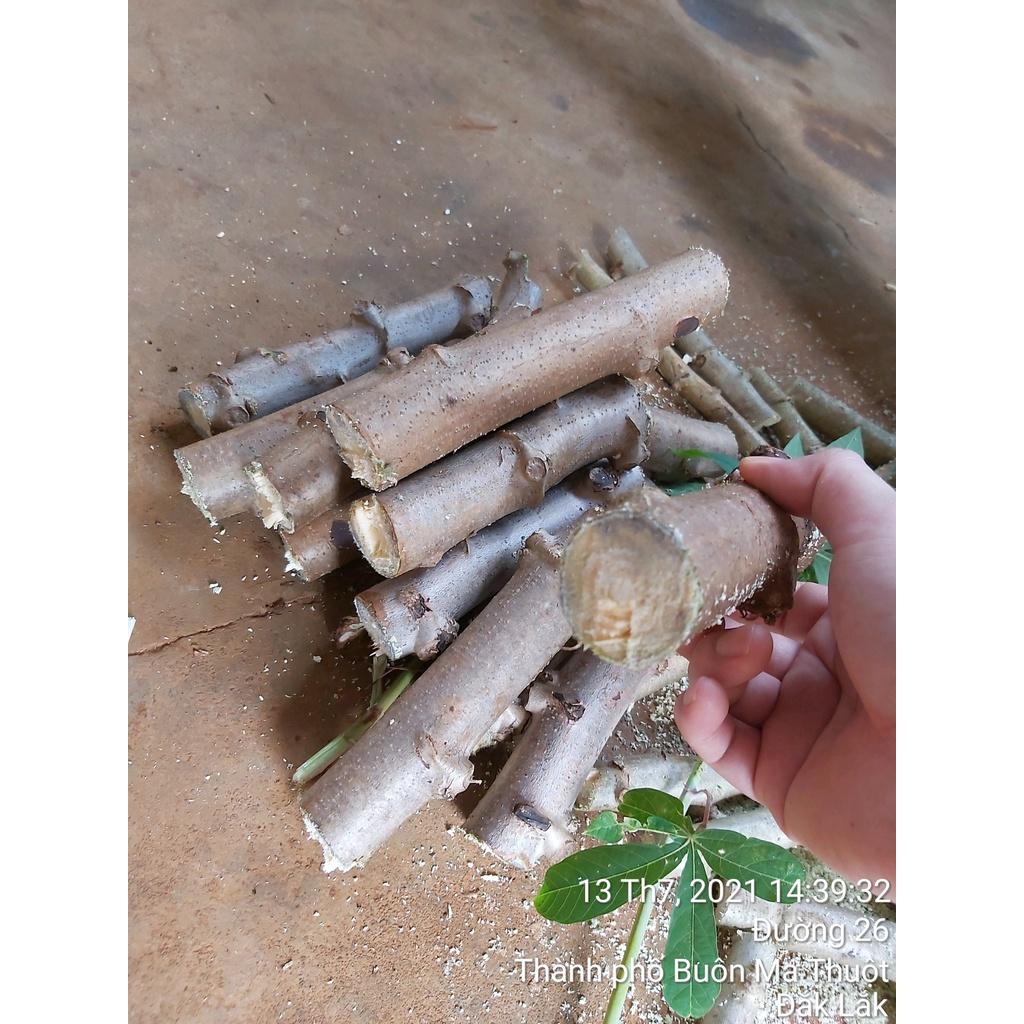 3 KG GIỐNG KHOAI MÌ RUỘT VÀNG DẺO THÁI LAN .