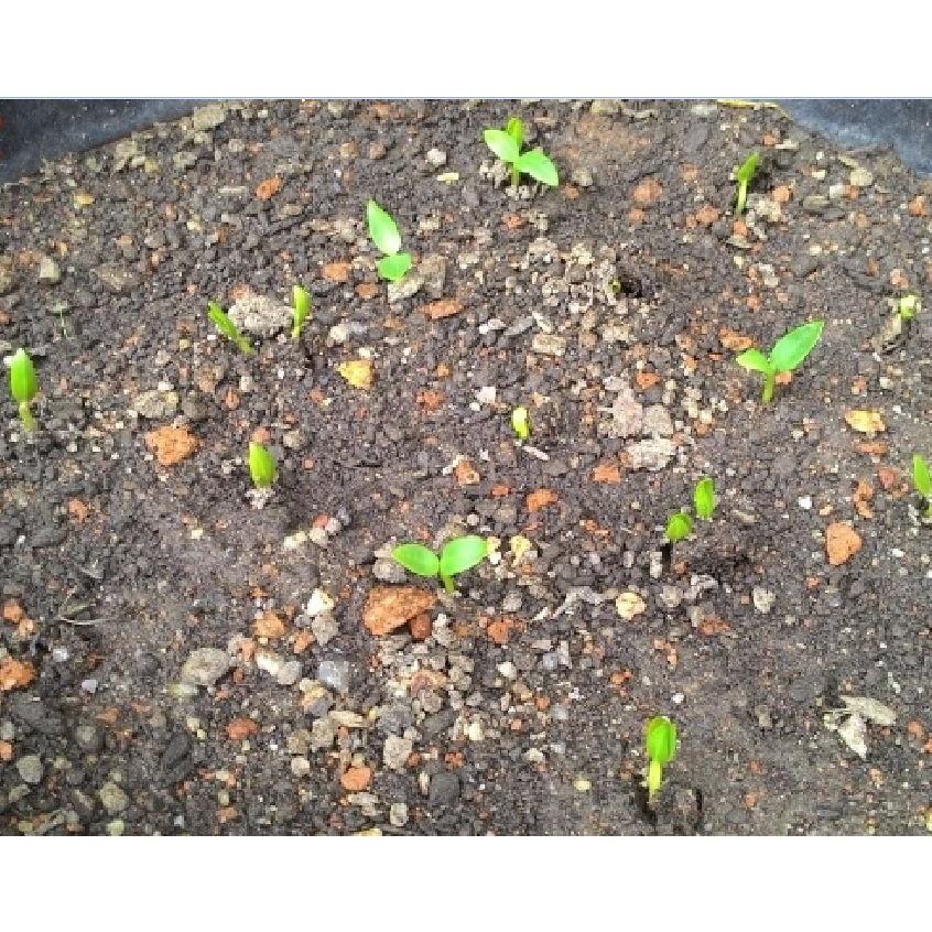 Hạt giống rau mồng tơi lá to dể trồng-gói 20gram/tặng kèm gói phân bón lót