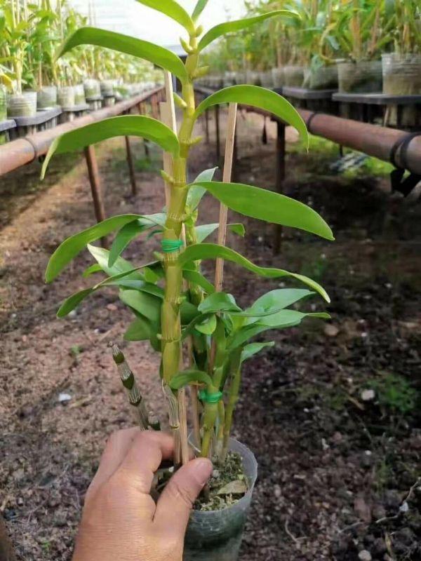 Hoa phong lan dendro xuân cây đẹp chuẩn giống