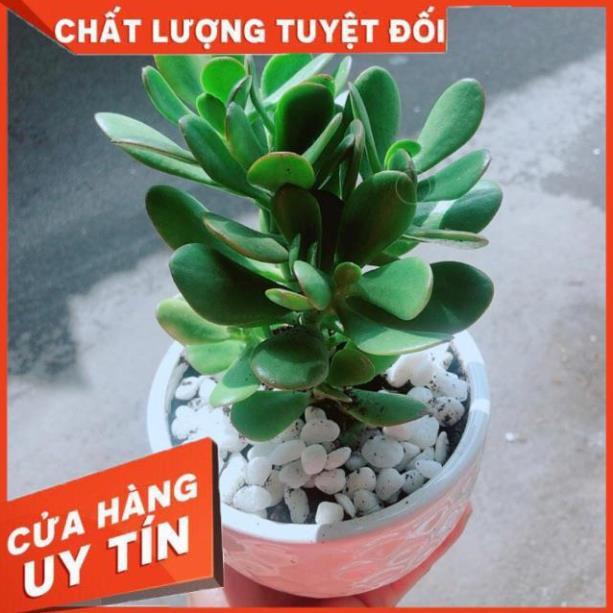 Chậu Cây Ngọc Bích