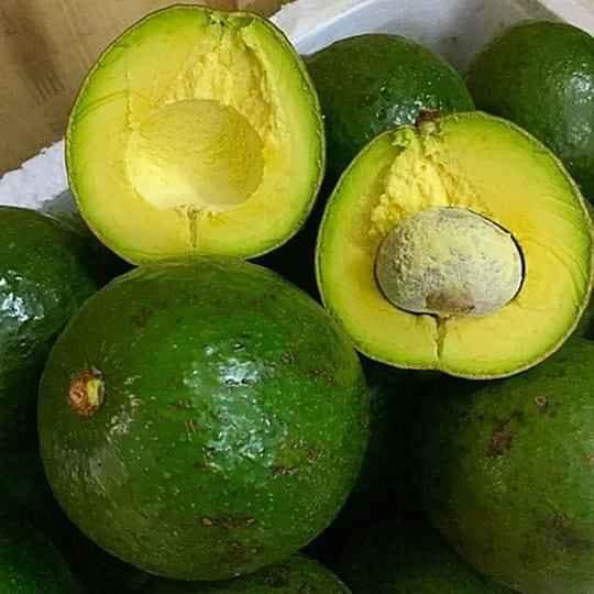 CÂY GIỐNG BƠ LÙN THANH SƠN *