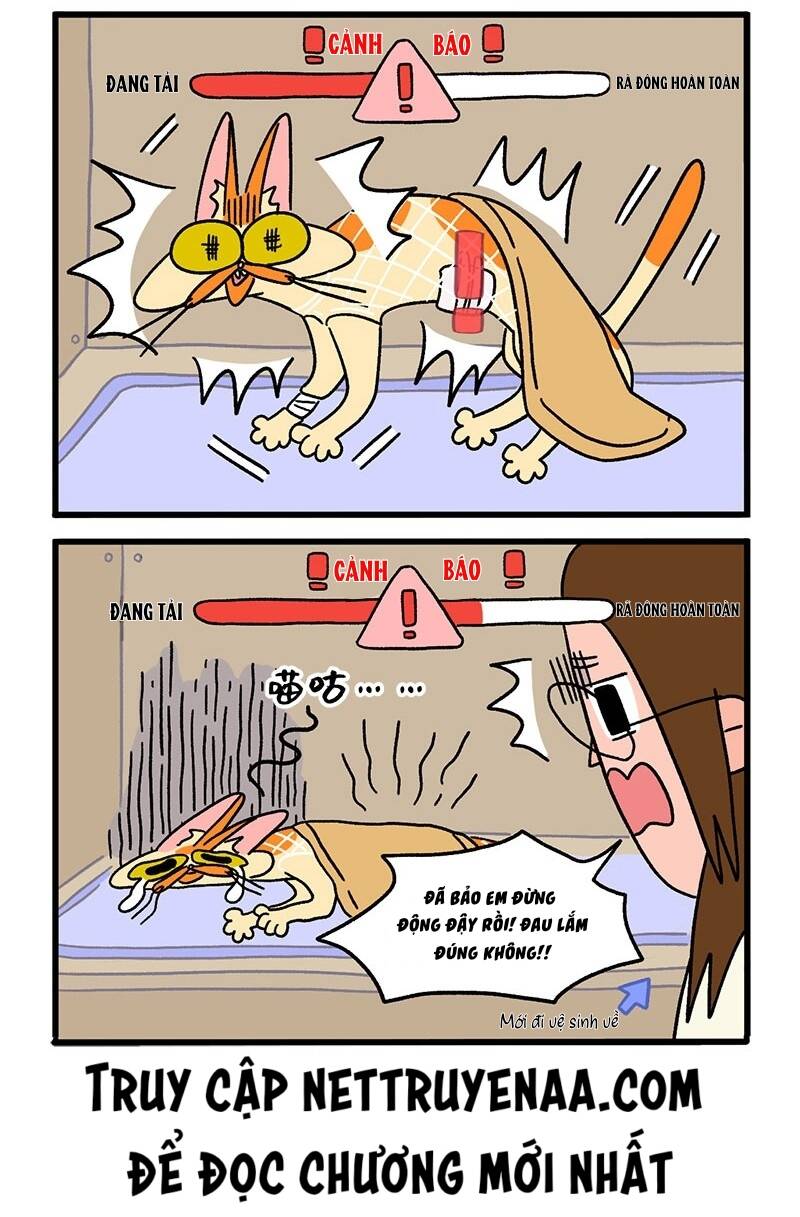 a mãn và mạch trà chapter 17 6