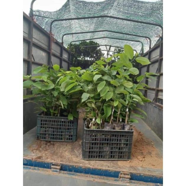Sản phẩm NA DỨA ĐÀI LOAN