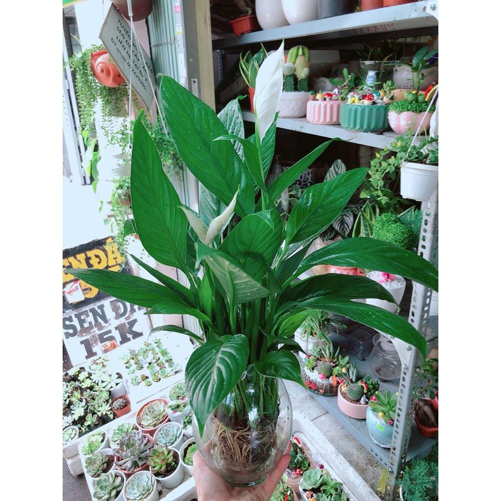 Chậu Lan Ý Thủy Sinh