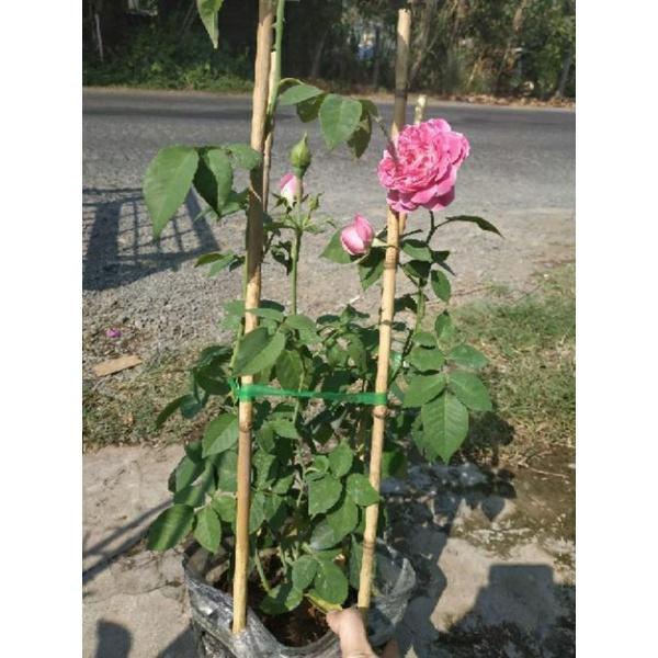 Cây Hồng Dây Leo