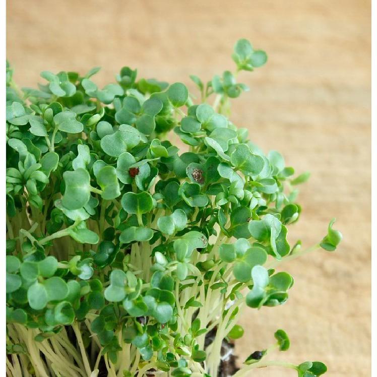 Hạt giống rau xà lách xoong mỹ