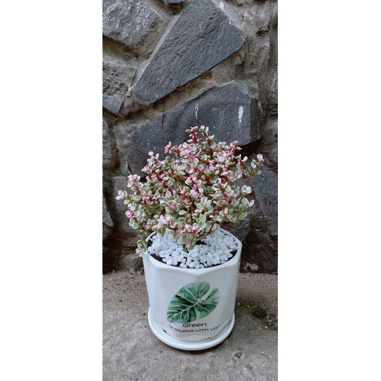 Chậu Cây Cành Vàng Lá Ngọc