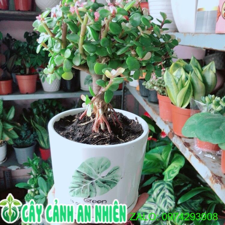 Chậu Cây Cành Vàng Lá Ngọc Cổ Thụ