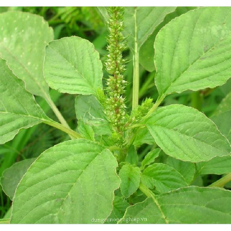 Hạt giống rau dền lá liễu xanh 1 gói 20gram
