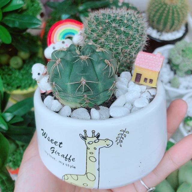 Chậu Xương Rồng Tiểu Cảnh