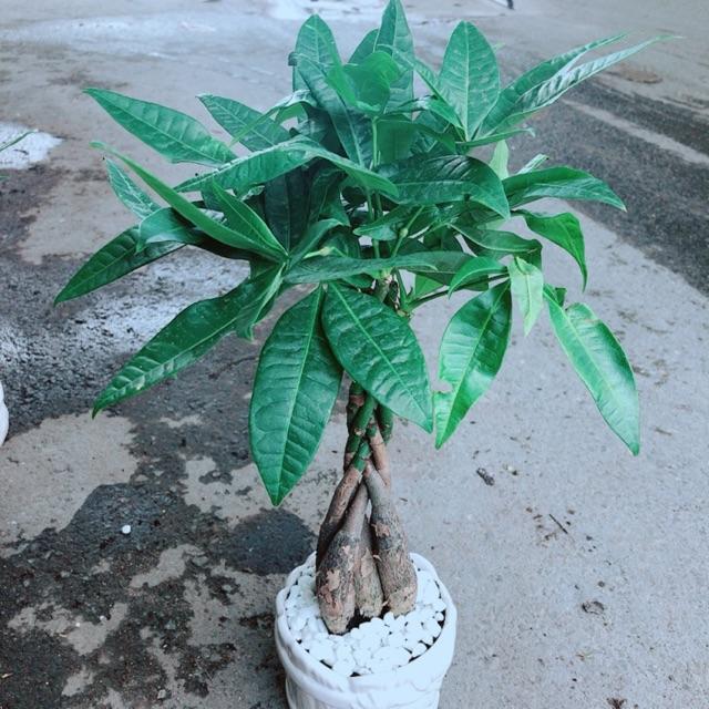 Chậu Kim Ngân 5 Thân Thắt Bính