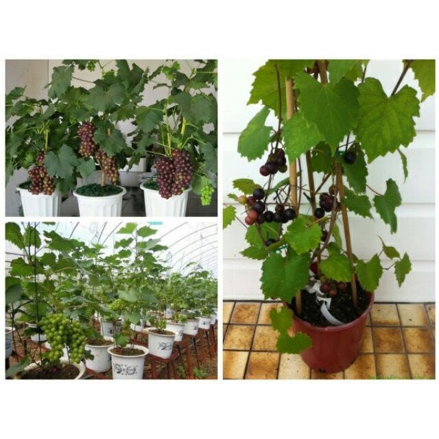 Hạt Giống Nho Lùn Pháp F1 - Nho Lùn Siêu Quả 4 Mùa - gói 10 Hạt