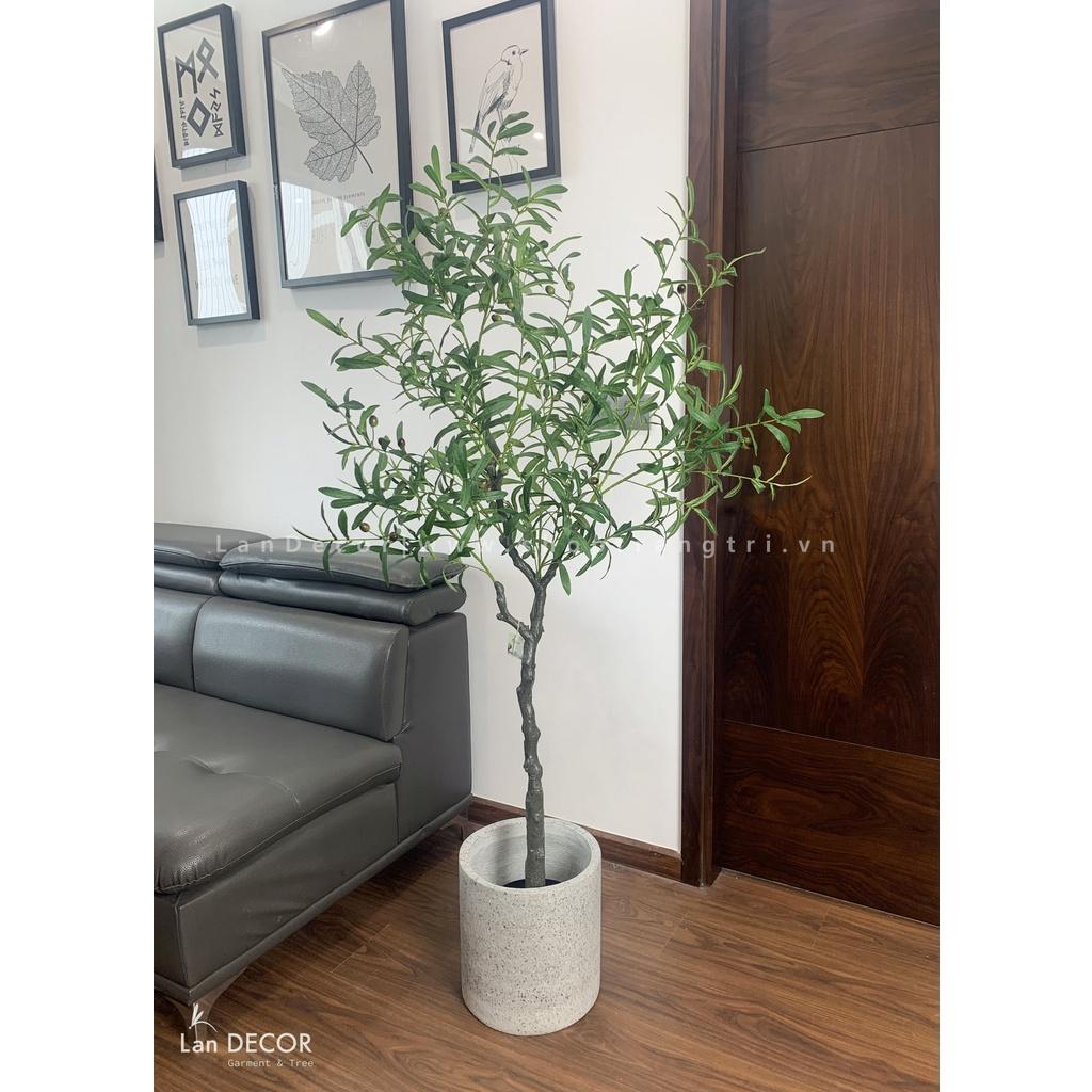 Cây giả - Cây oliu trang trí nhà, tiểu cảnh ban công đẹp cao 165cm - LC3045