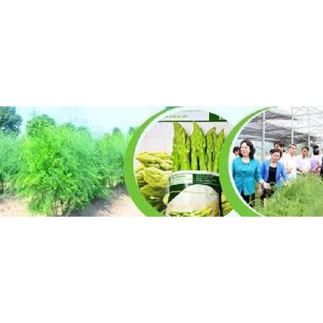 Hạt Giống Măng Tây Mỹ - 0.5gr/gói