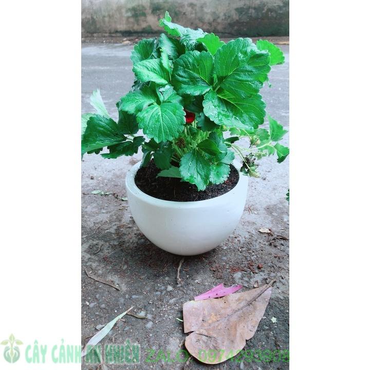 Chậu Cây Dâu Tây