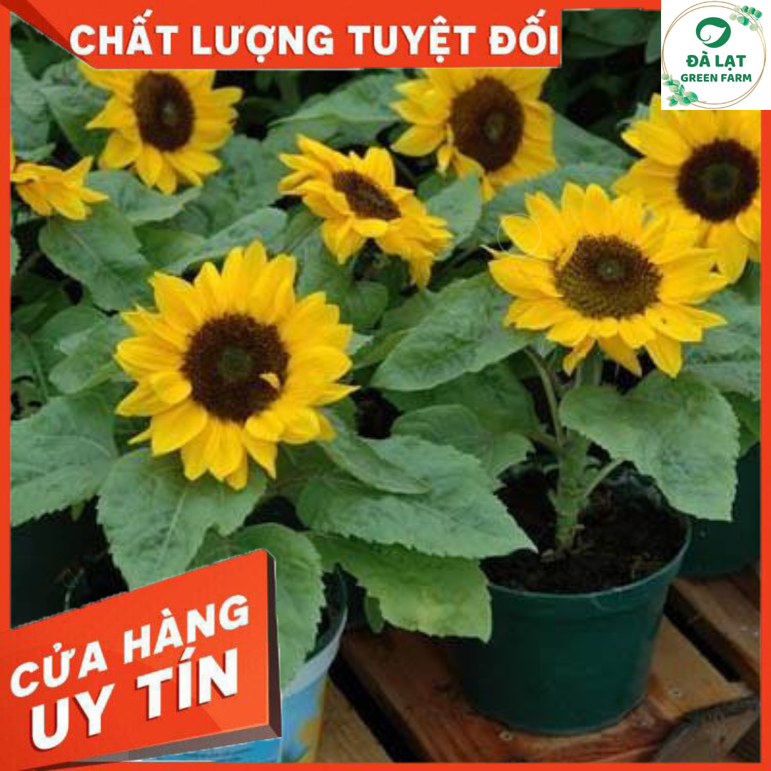 Hạt Giống Hoa Hướng Dương Lùn - Nảy Mầm Cực Chuẩn