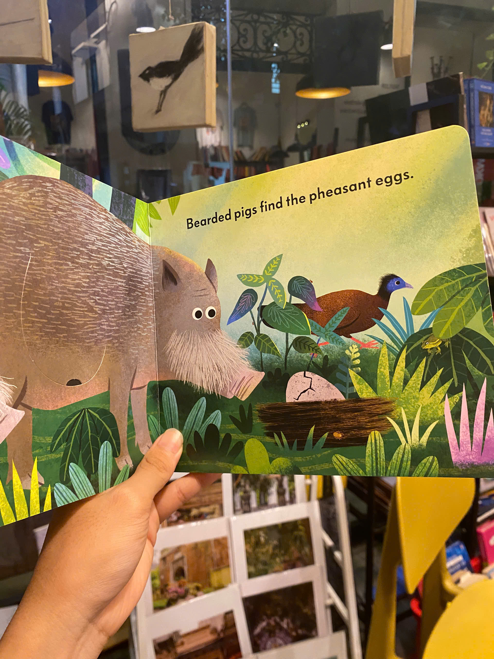 Sách - The Sun Shines on the Jungle by Michael Slack | English Children's Activity Picture Book