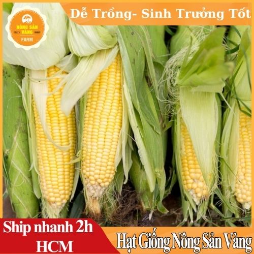 Hạt giống Bắp Mỹ - Ngô, Vị Ngọt Đặt Trưng ( Dùng Làm Bắp Rang Bơ) Dễ Trồng, Được Ưa Chuộng (Gói 10 Gram) - Nông Sản Vàng