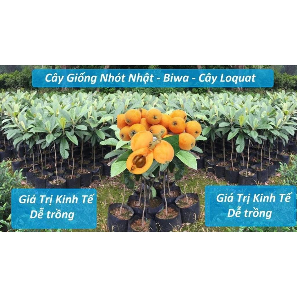 CÂY BIWA NHẬT BẢN - CÂY GIỐNG GỬI ĐI NGUYÊN BẦU LỚN - CÂY THẢO DƯỢC QUÝ