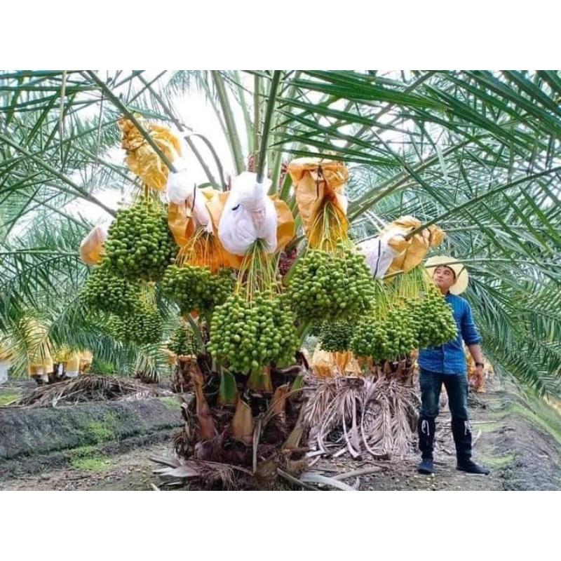 CÂY GIỐNG CHÀ LÀ ĂN QUẢ