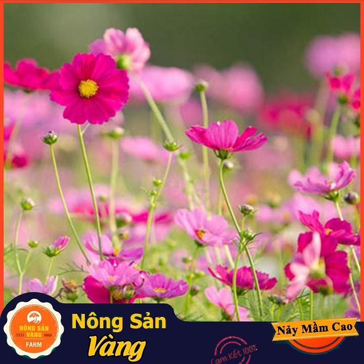 Hạt giống Hoa Cánh Bướm Nhiều Màu ( Gói 100 hạt ) - Nông Sản Vàng