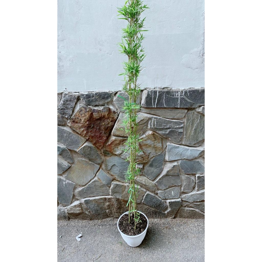 Trúc Quân Tử Kèm Chậu Nhựa