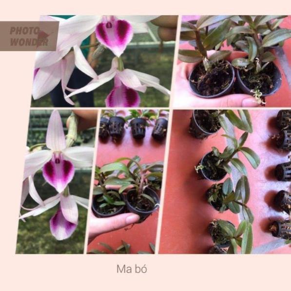 Combo 10 loại lan giống lôn xôn max đẹp