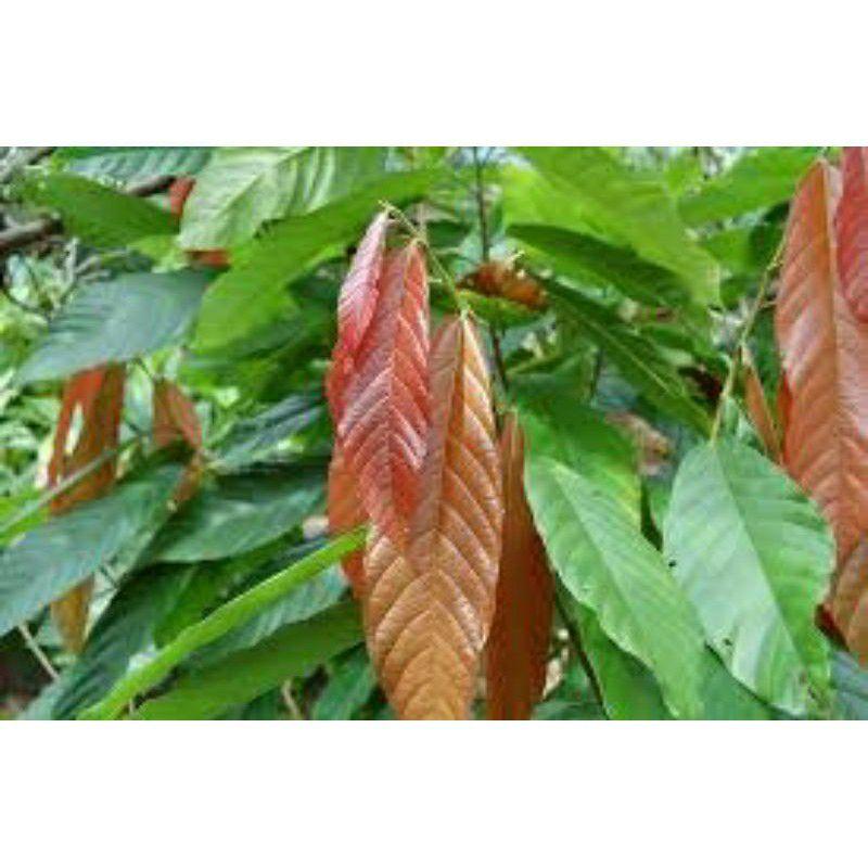 CÂY CACAO GIỐNG CHO TRÁI SỚM