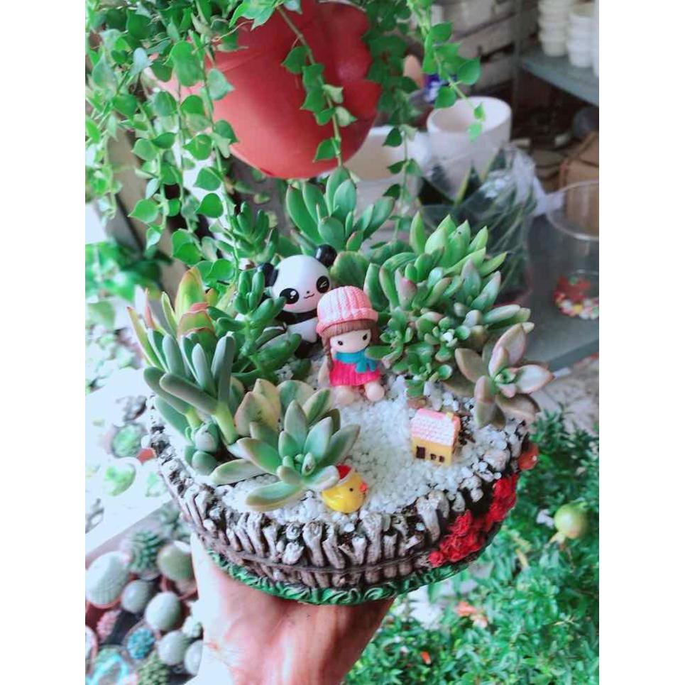 Chậu cây sen đá tiểu cảnh Bán Chạy