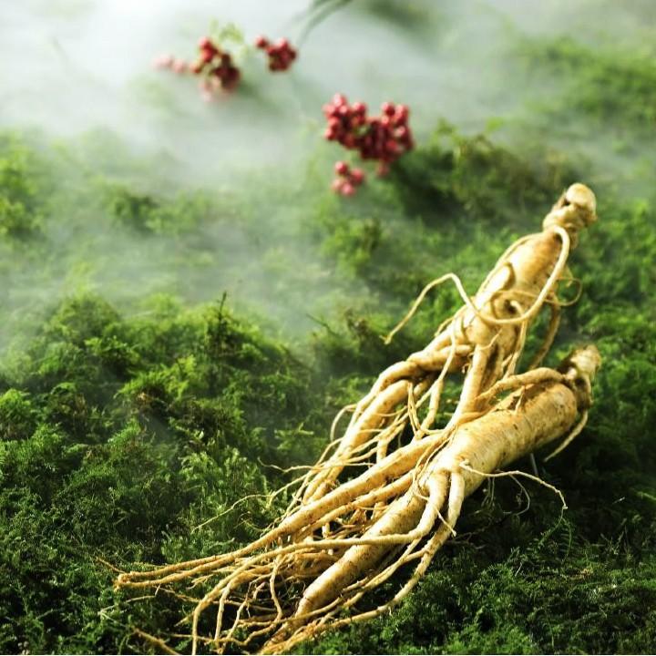 1000 Hạt giống nhân sâm