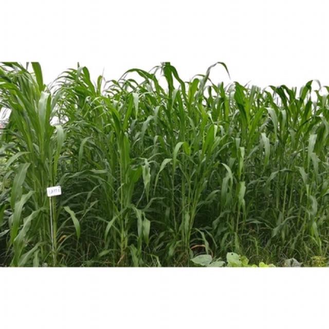 Hạt giống cỏ chăn nuôi Sudan lai 100g