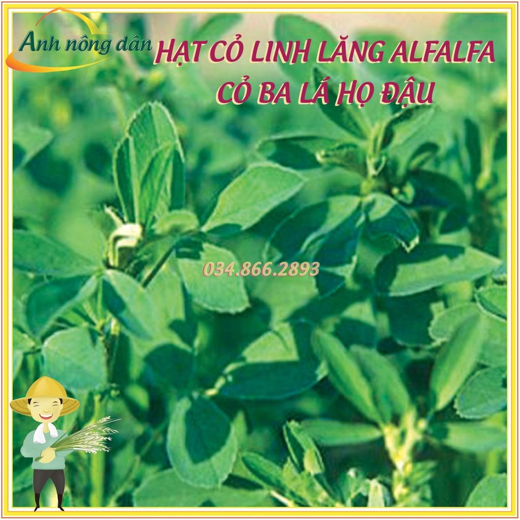 300g Hạt giống cỏ linh lăng Alfalfa - Hạt giống cỏ ba lá họ đậu