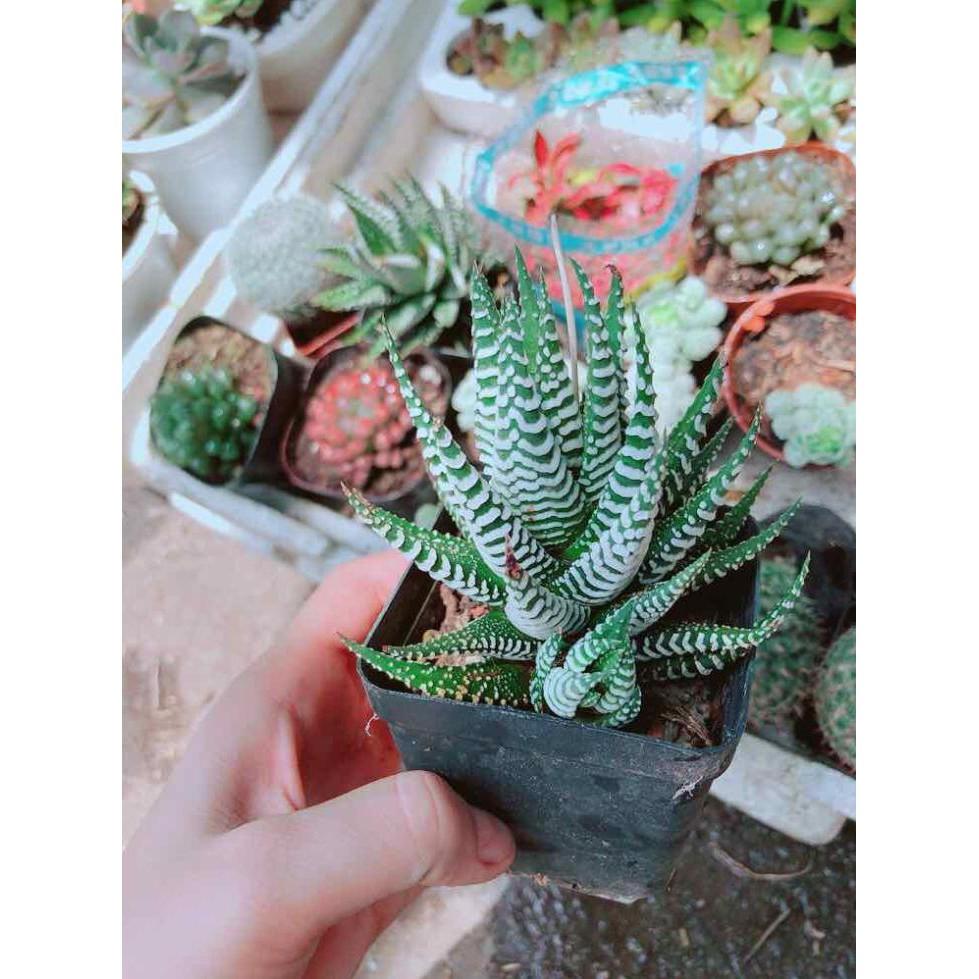 Cây móng rồng Bán Chạy