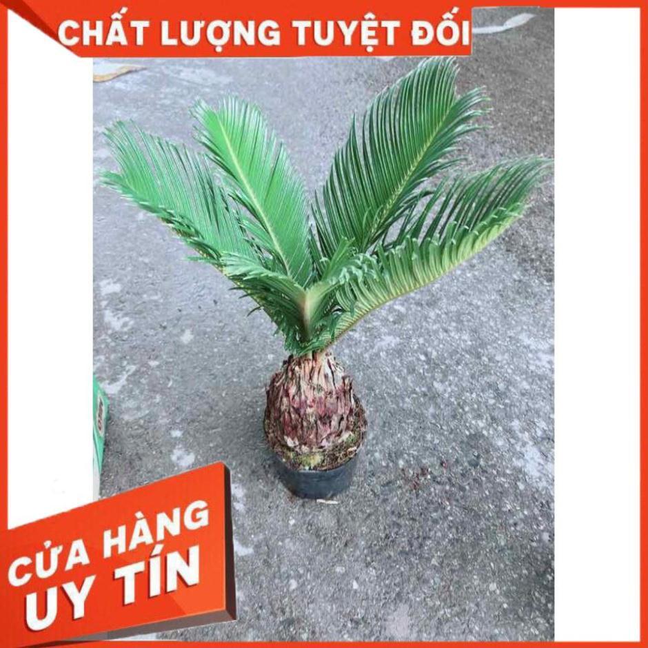 Chậu Vạn Tuế Nhiều Người Mua