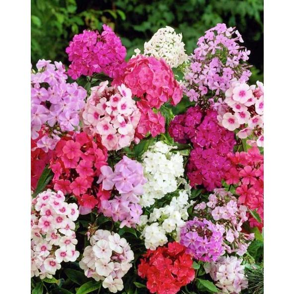 Hạt Giống Hoa Thanh Trúc Mix Màu KNS3666 - Gói 50 hạt