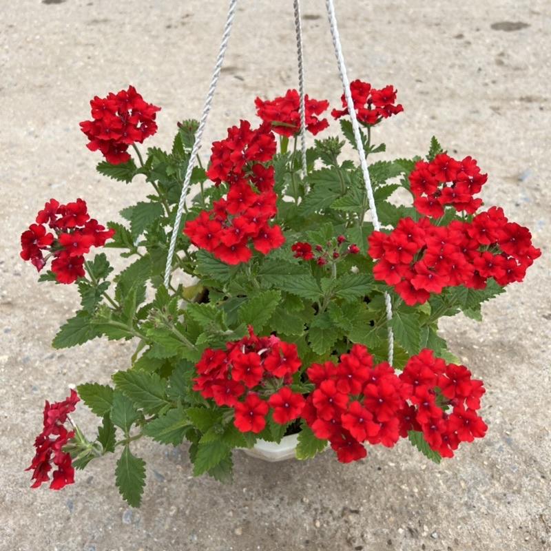 Chậu hoa cúc indo treo dài rủ 15-20cm, cúc nữ hoàng nở rực rỡ đẹp mắt, treo trang trí ban công, sân vườn