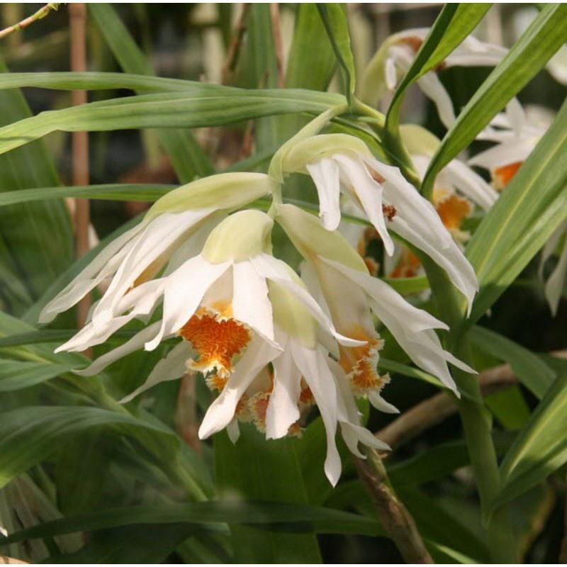 Địa lan bạch hạc thunia rừng tây bắc