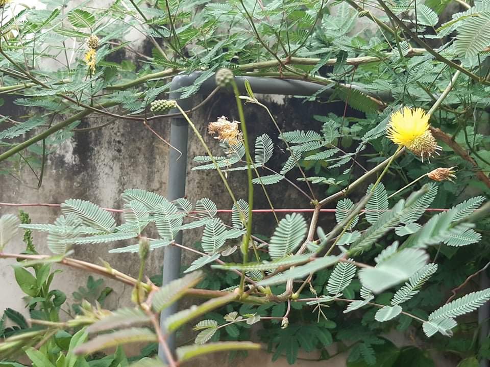 200 hạt giống cây Rau nhút đỏ