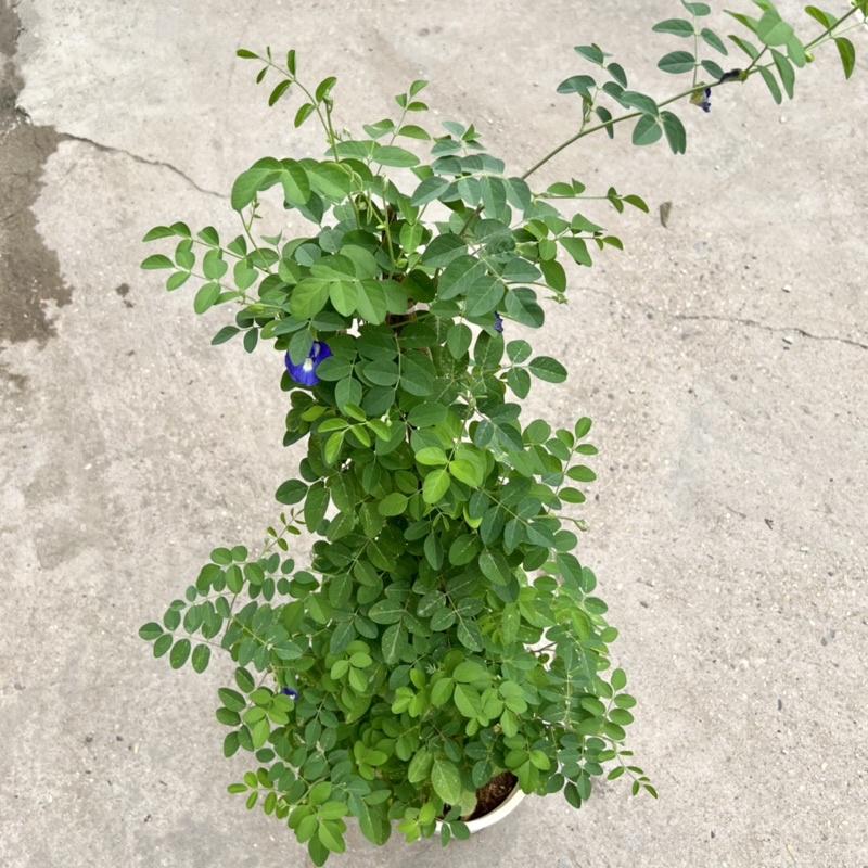 Chậu cây hoa đậu biếc cao 45-55cm, cây hoa leo giàn, ban công tạo bóng mát, trồng trang trí sân vườn