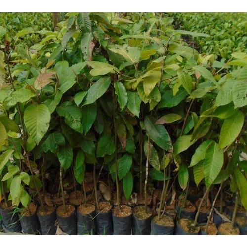 CÂY GIỐNG CÂY CHÒ CHỈ, CÂY GIỐNG CAO TO ĐẸP