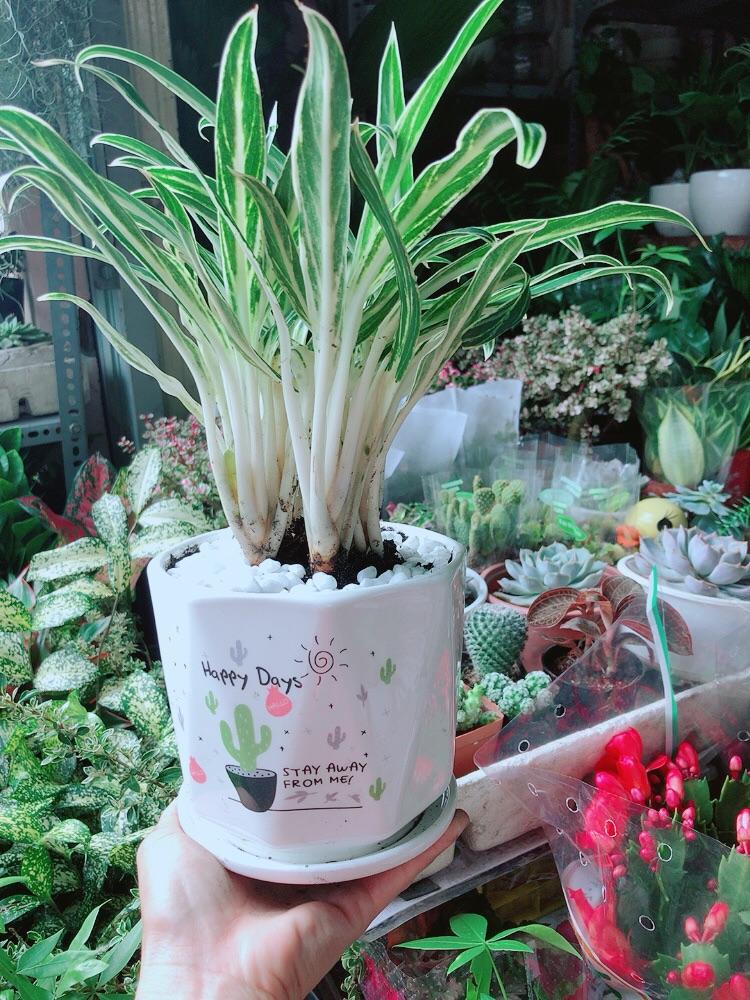 Chậu Cây Giữ Tiền