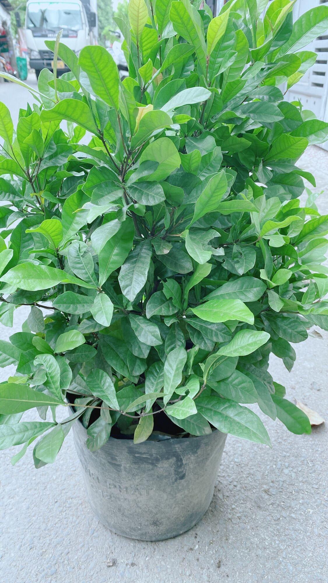 Cây Thần Kỳ Lớn